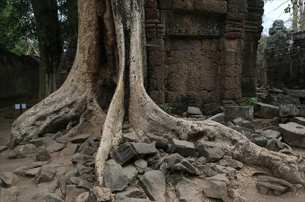Деревья, Ангор (4), Камбоджа